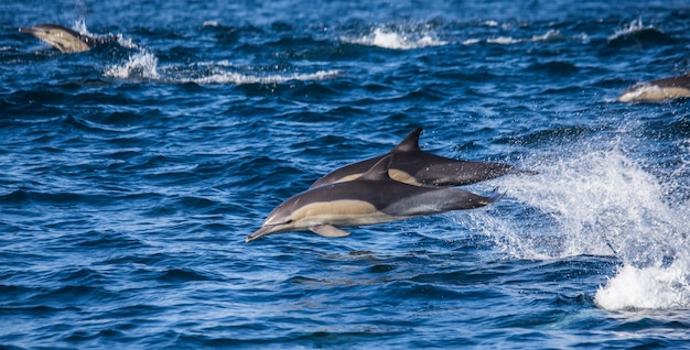 Los delfines saltan del agua