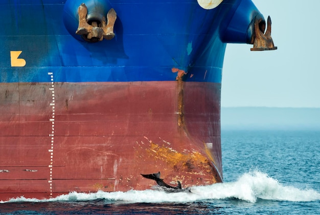 Foto delfines saltando cerca de la proa del barco grande