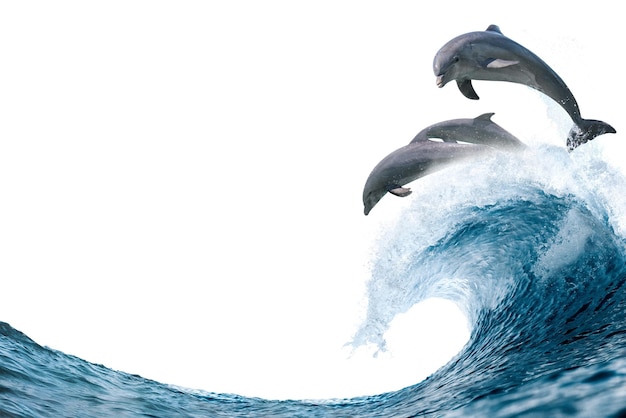Los delfines saltando png la frontera de las olas del océano en un fondo transparente