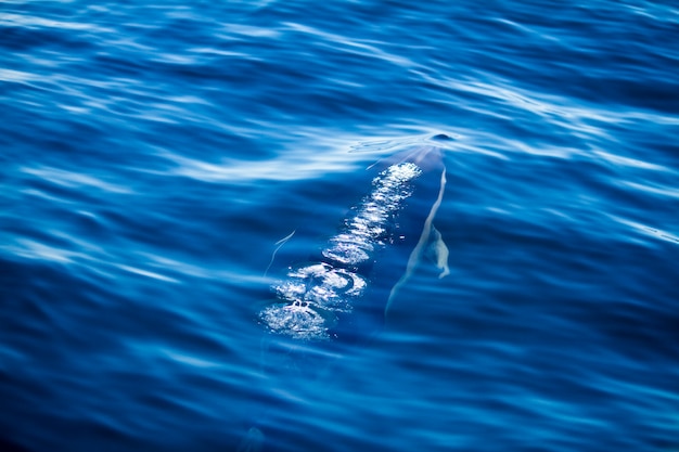 Delfines salvajes