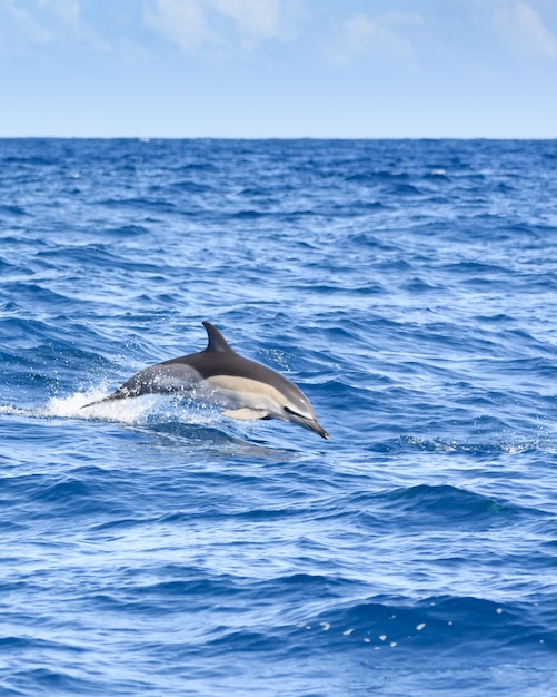 Delfines surfeando en la superficie del mar