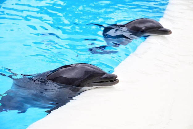 Delfines