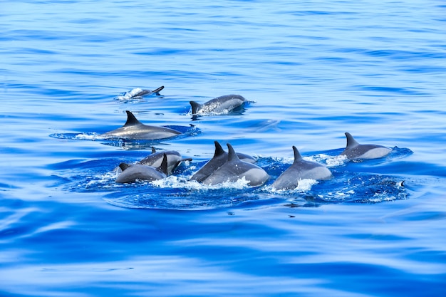 delfines