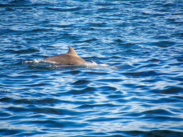 Delfinschwimmen im Meerwasser