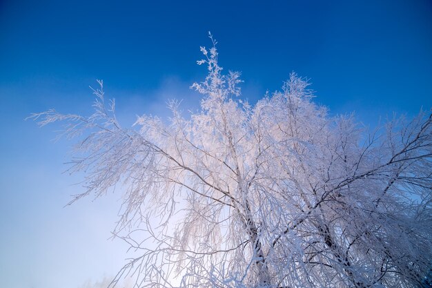 Delgadas ramas de abedul heladas sobre fondo de cielo azul claro degradado a la luz del día de invierno freexing