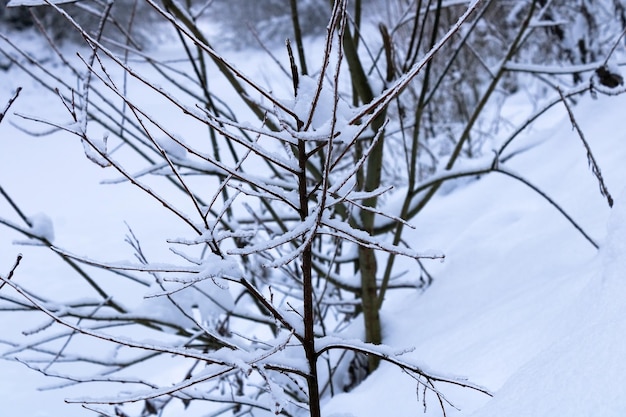 Delgadas ramas heladas de un árbol joven en un bosque nevado de invierno