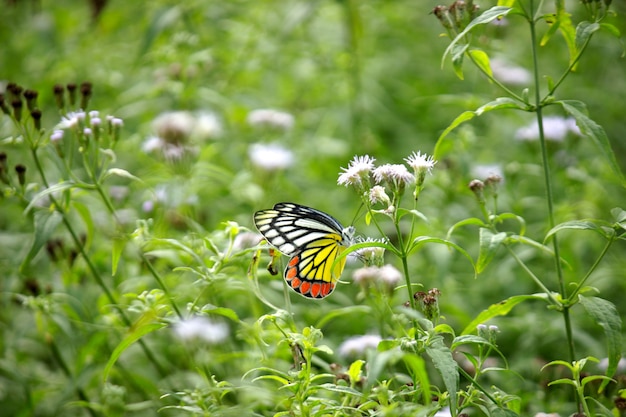 Delias eucharis, a Jezebel comum, é uma borboleta píer de tamanho médio apoiada nas flores