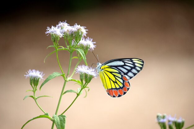 Delias eucharis, a Jezebel comum, é uma borboleta píer de tamanho médio apoiada nas flores