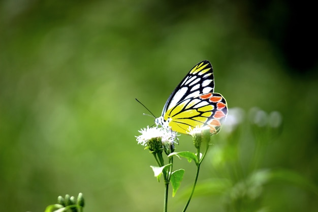 Delias eucharis die gemeine Isebel ist ein mittelgroßer Dornenschmetterling, der auf den Blumenpflanzen ruht