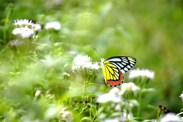 Delias eucharis la Jezabel común es una mariposa pierid de tamaño mediano que descansa sobre las plantas de flores