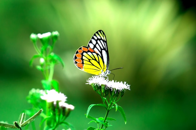 Delias eucharis o mariposa Jezabel visitando plantas florales en busca de néctar durante la temporada de primavera