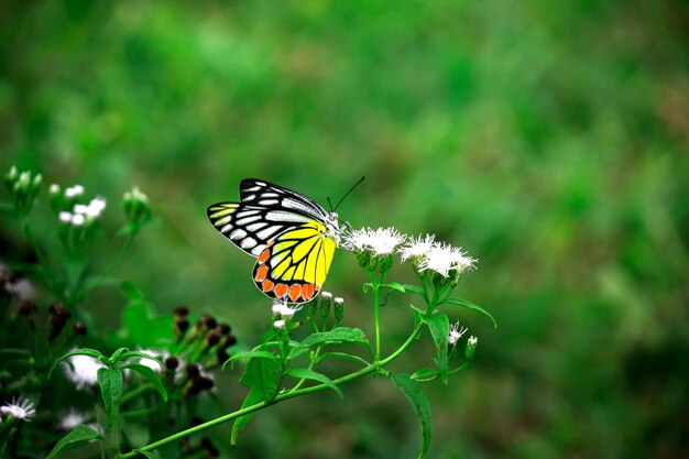 Delias eucharis o mariposa Jezabel visitando plantas florales en busca de néctar durante la temporada de primavera