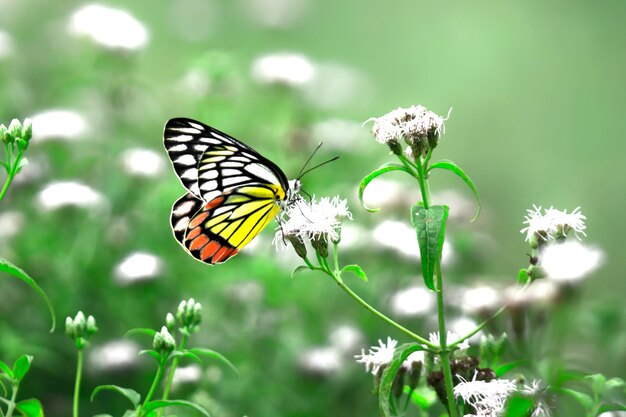 Delias eucharis oder Isebel-Schmetterling, der während der Frühlingssaison Blumenpflanzen für Nektar besucht