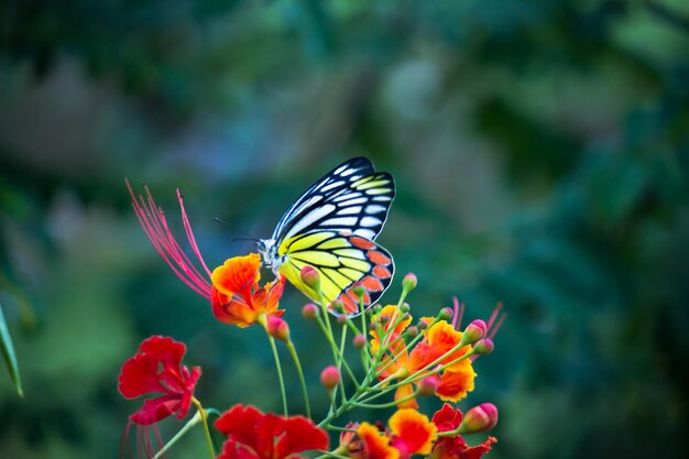 Foto delias eucharis ou borboleta jezebel visitando plantas de flores para néctar durante a primavera