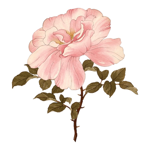 La delicada acuarela de la rosa rosa