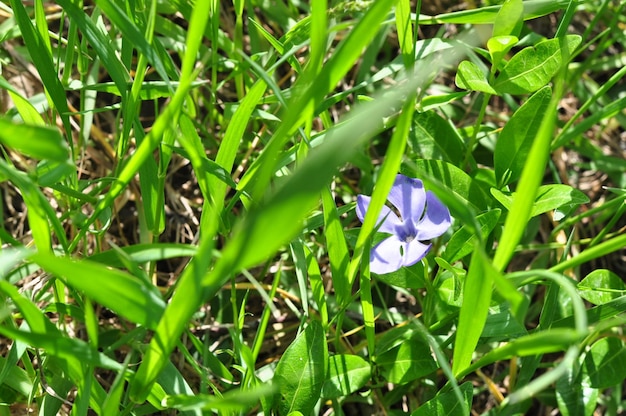 Una delicada flor azul está escondida en la hierba verdePrimaveraDía soleadoUn lugar para textoBokeh