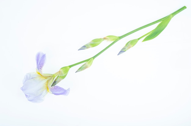 Delicada flor azul de iris de jardín sobre fondo blanco. Foto de estudio.