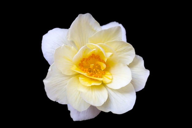 Delicada flor de begonia blanca-amarilla, aislada sobre fondo negro con espacio de copia. Flores caseras, hobby. Tarjeta de flores.