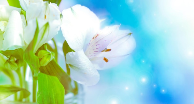 Delicada flor blanca en el fondo azul cierra la hermosa pancarta de verano con enfoque suave