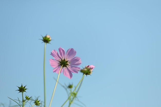 Delicada flor de cosmos rosa con cielo azul