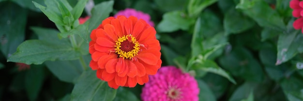 Delicada flor de gerbera naranja en el jardín de verano