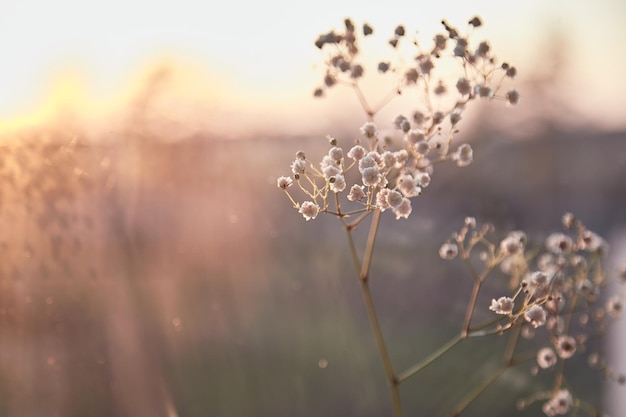 Delicada flor de gypsophila vespertina con reflejo en la luz del atardecer Espacio de copia