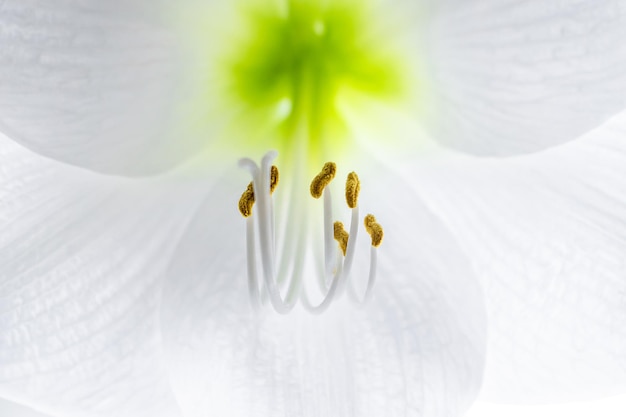 Delicada flor hippeastrum blanca Estambres y pistilo primer plano Fondo natural