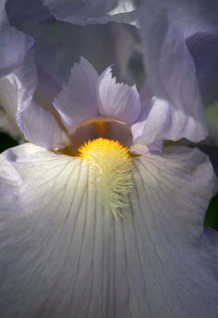 Delicada flor de iris púrpura dentro de primer plano