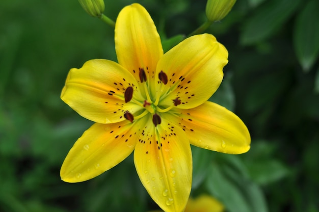 Delicada flor de lirio floreció