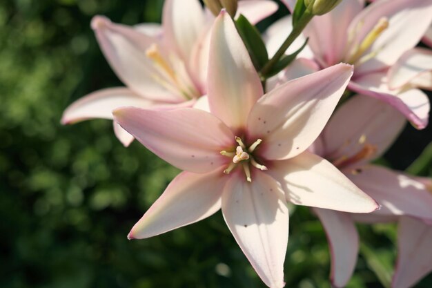 delicada flor de lirio rosa que crece en el concepto de jardinería del jardín