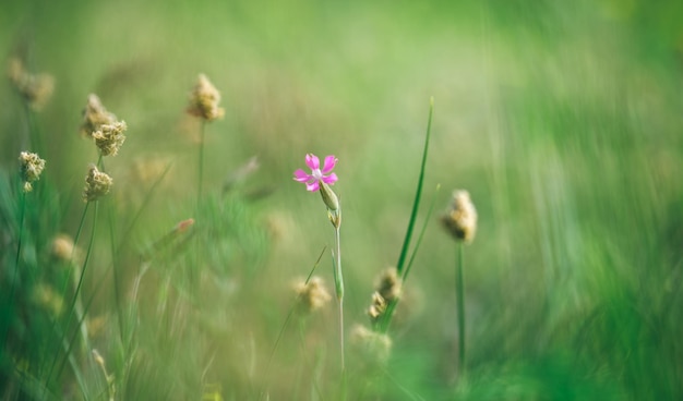 Delicada flor morada en un campo en la naturaleza a la luz del sol sobre un fondo verde claro macro salvaje