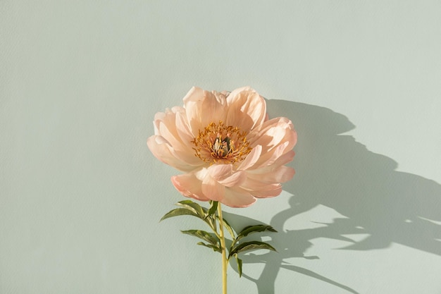 Delicada flor de peonía beige con sombras de luz solar sobre fondo azul neutro