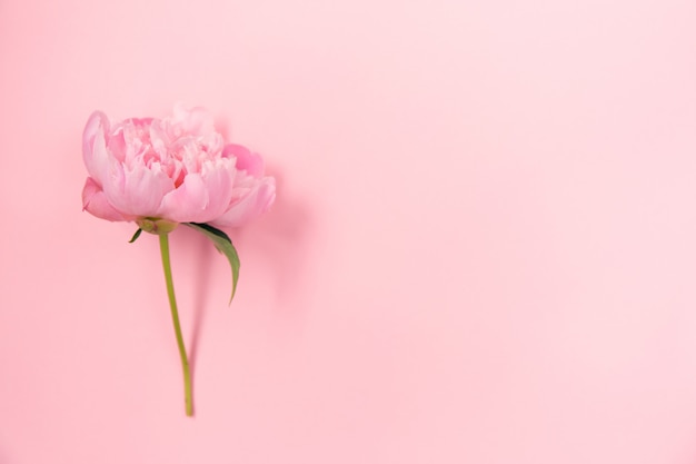 Delicada flor de peonía rosa sobre fondo rosa claro.