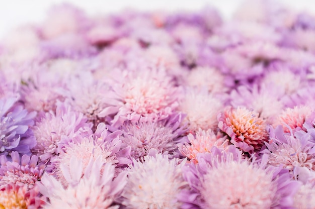 Delicada flor romántica de fondo aster