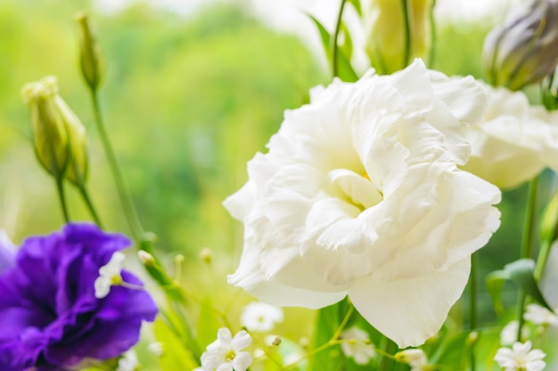 Delicada flor de wite eustomy (lisianthus).