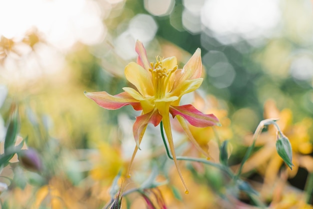 Delicada y hermosa flor roja amarilla de Aquilegia en el jardín en verano