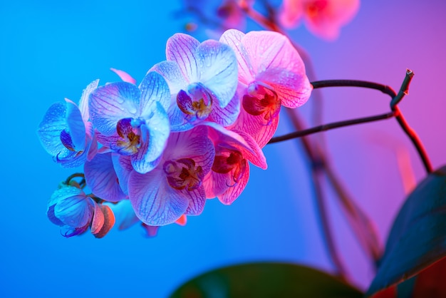 Foto delicada orquídea rosa con gotas de rocío de cerca sobre fondo azul claro