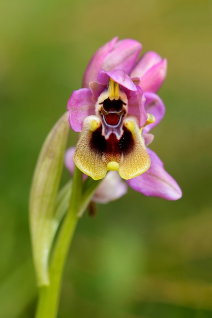 Foto delicada orquídea rosa na natureza