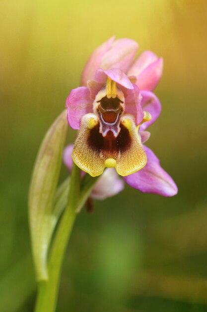 Delicada orquídea rosa en la naturaleza