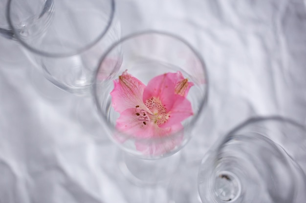 Delicada pequena flor rosa em um cálice de vidro como decoração em um fundo branco