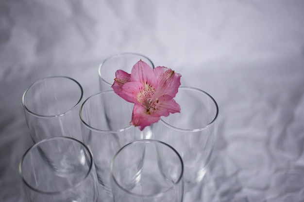 Delicada pequena flor rosa em um cálice de vidro como decoração em um fundo branco