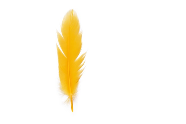 Delicada pluma de pájaro amarillo