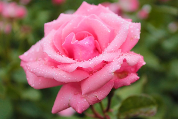 Delicada rosa se baña en el rocío de la tarde.