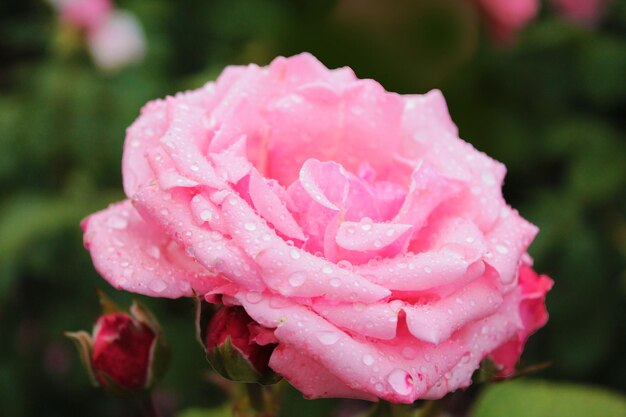 Delicada rosa pálida sacude las gotas de lluvia