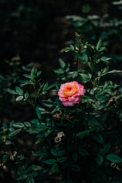 Delicada rosa rosa e folhas verdes no jardim para um cartão postal ou cartaz de design