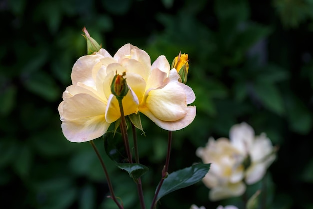 Delicada rosa rosa em um fundo de vegetação de verão as flores perenes Rose Floricultura