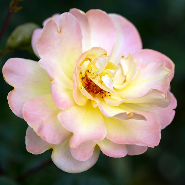 Foto delicada rosa rosa sobre un fondo natural floricultura plantas de jardín perenne