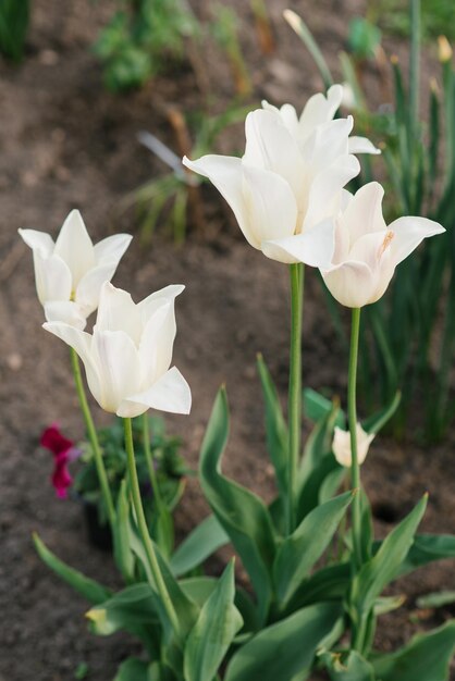 Delicada Tulip Elegant Lady na primavera no jardim