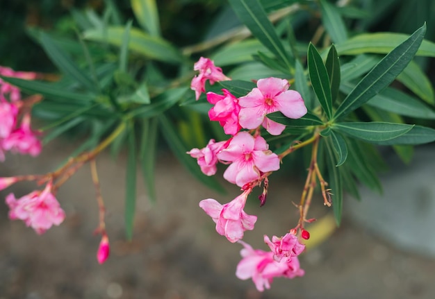 Delicadas flores de adelfa rosa Nerium oleander floreció en verano Arbusto pequeño árbol planta de jardín Fondo hermoso natural