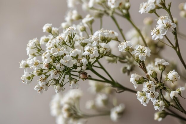 Delicadas flores del aliento de los bebés blancos